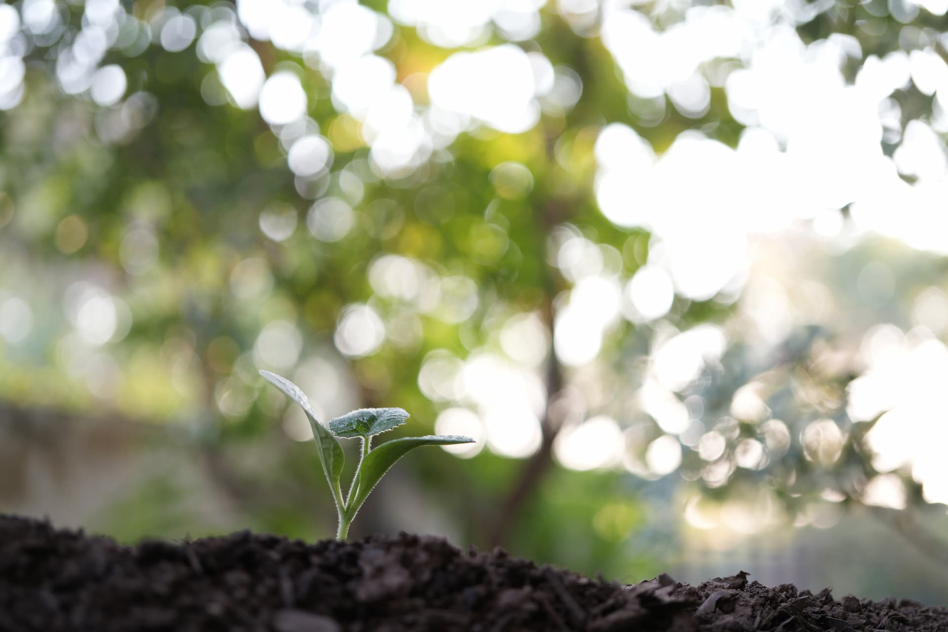 A newly planted Lignum Vitae tree sprouting in our grove.